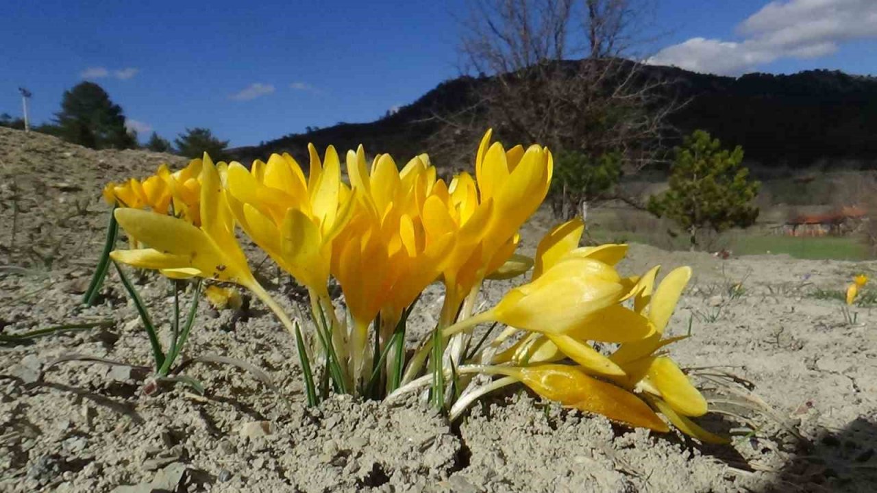 Doğa uyandı, ilkbaharın müjdecisi çiğdemler rengarenk çiçek açtı