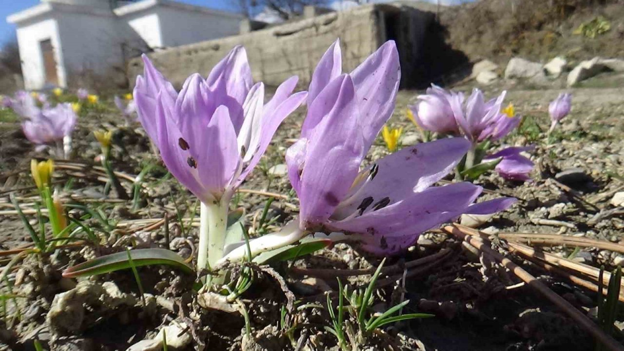 Doğa uyandı, ilkbaharın müjdecisi çiğdemler rengarenk çiçek açtı