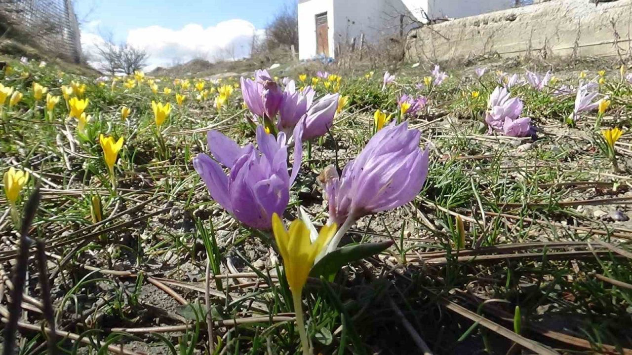 Doğa uyandı, ilkbaharın müjdecisi çiğdemler rengarenk çiçek açtı