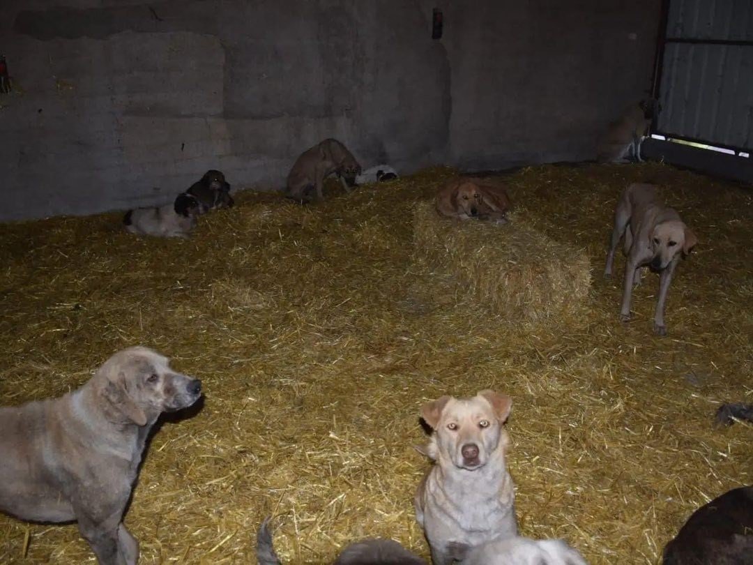 Sokak Hayvanlarını Yerinde Kısırlaştırma ve Rehabilitasyonu Projesi, Biga’daki köylerde devam ediyor