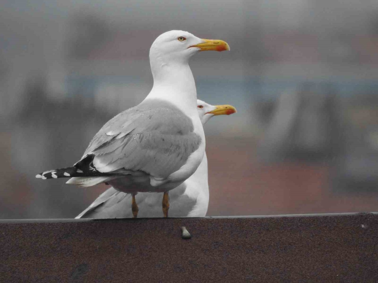 Edirne’de beklenen sağanak etkisini gösterdi