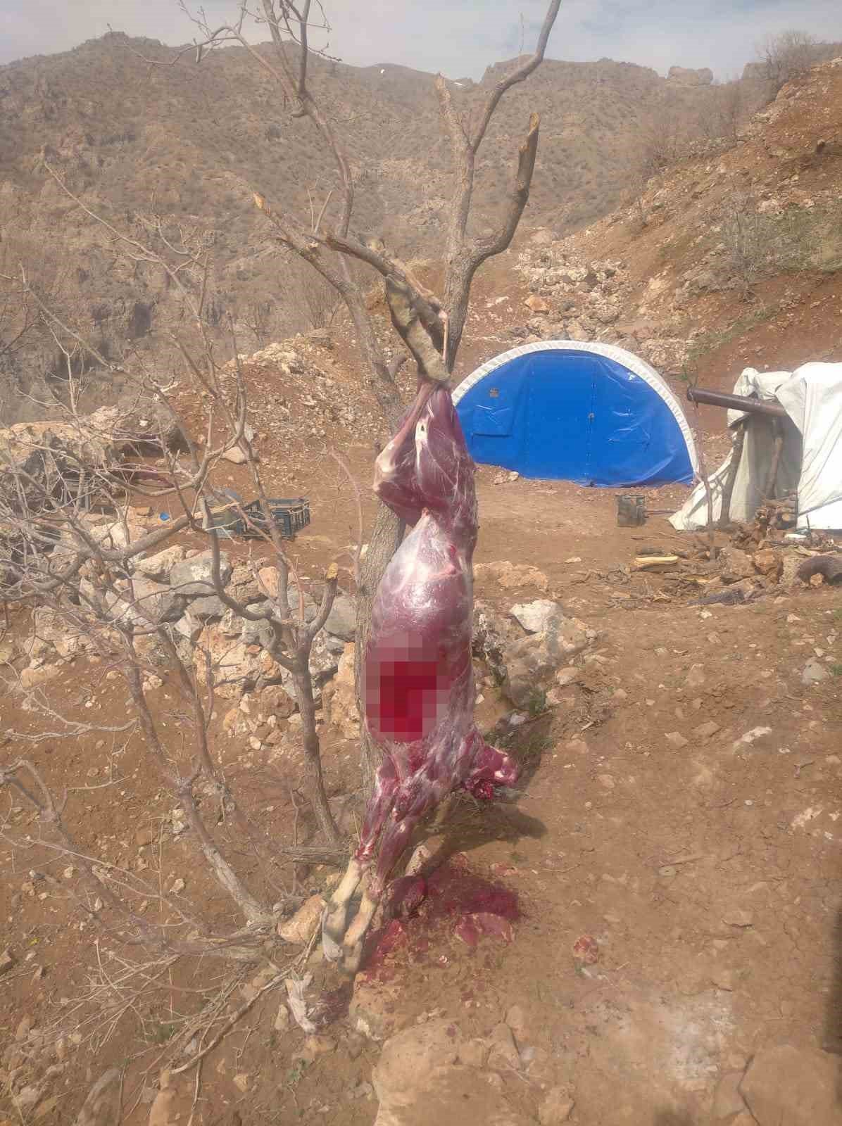 Şırnak’ta yaban keçisi avlayan şahsa 260 bin 900 TL ceza