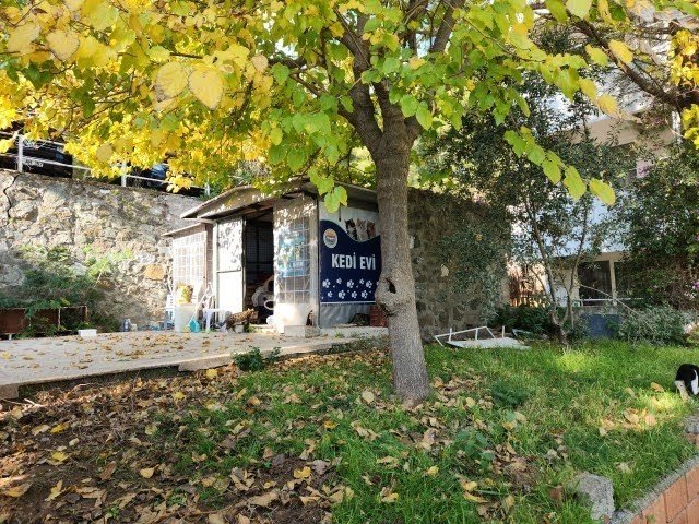 Marmaris Belediyesi’nden kedi evi projesi