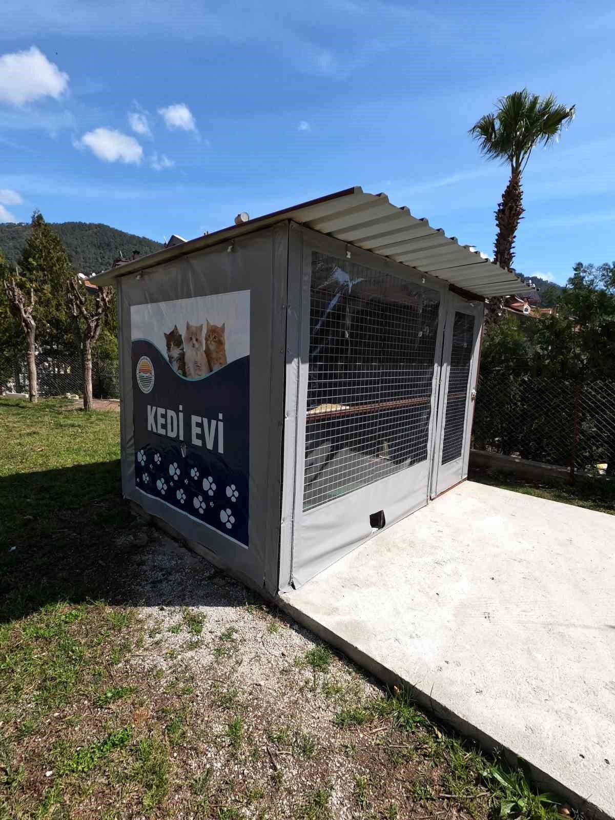 Marmaris Belediyesi’nden kedi evi projesi