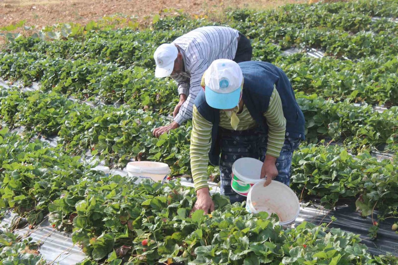 Hüyük’te tarımsal işçilerin günlük yevmiyeleri belli oldu