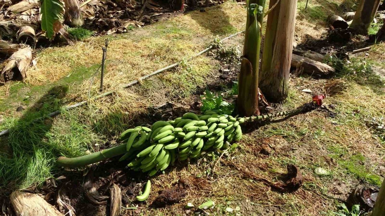 Hortum muz serasını vurdu, 5 dönümlük alan savaş meydanını aratmadı