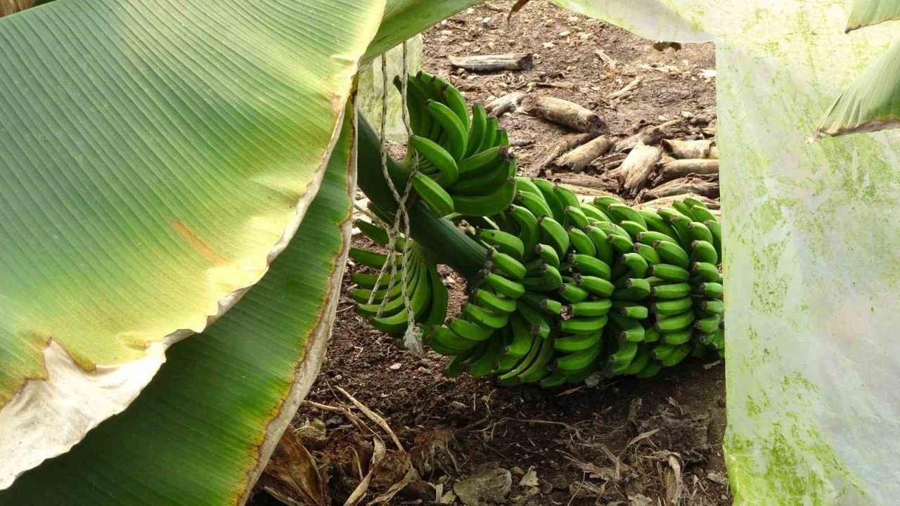 Hortum muz serasını vurdu, 5 dönümlük alan savaş meydanını aratmadı
