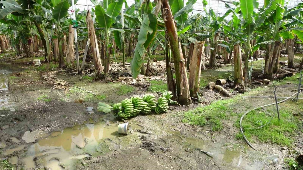 Hortum muz serasını vurdu, 5 dönümlük alan savaş meydanını aratmadı