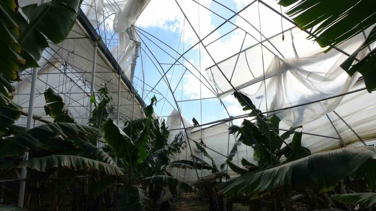 Hortum muz serasını vurdu, 5 dönümlük alan savaş meydanını aratmadı