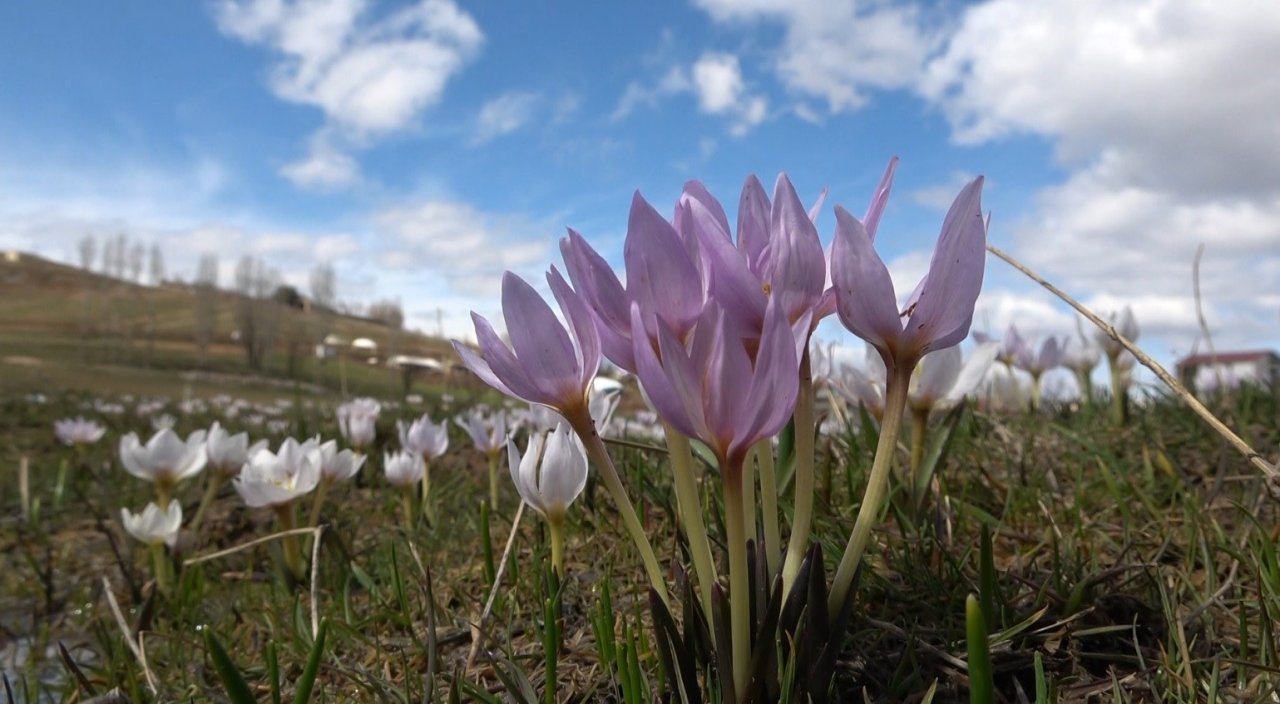 Muş Ovası’nda kardelen cümbüşü