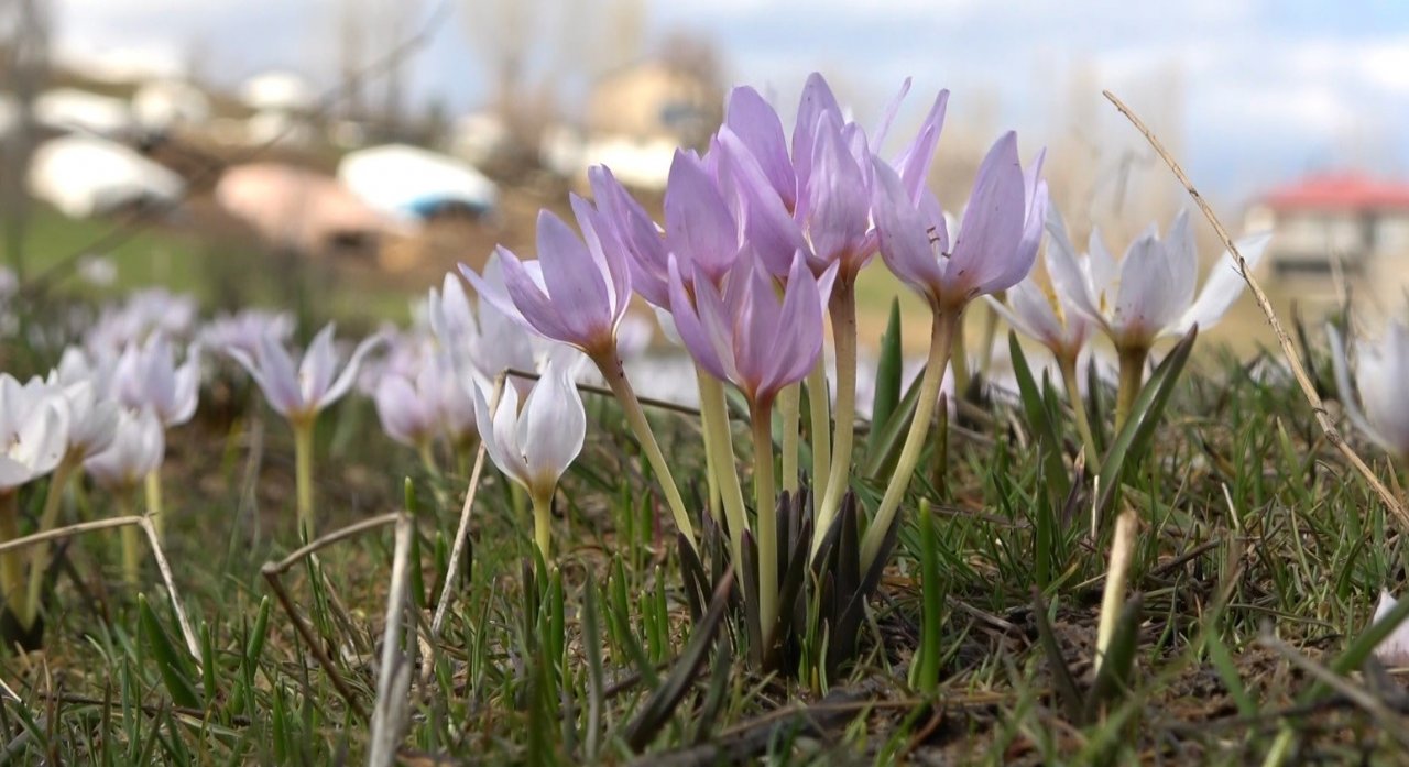 Muş Ovası’nda kardelen cümbüşü