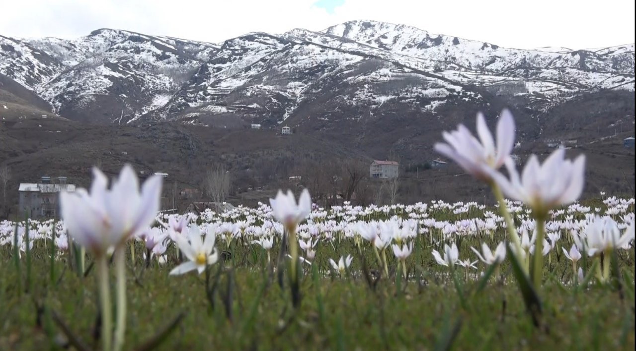Muş Ovası’nda kardelen cümbüşü
