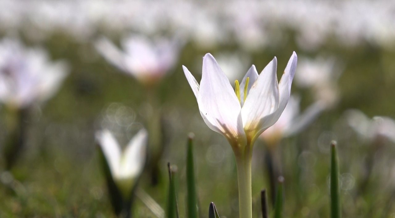 Muş Ovası’nda kardelen cümbüşü