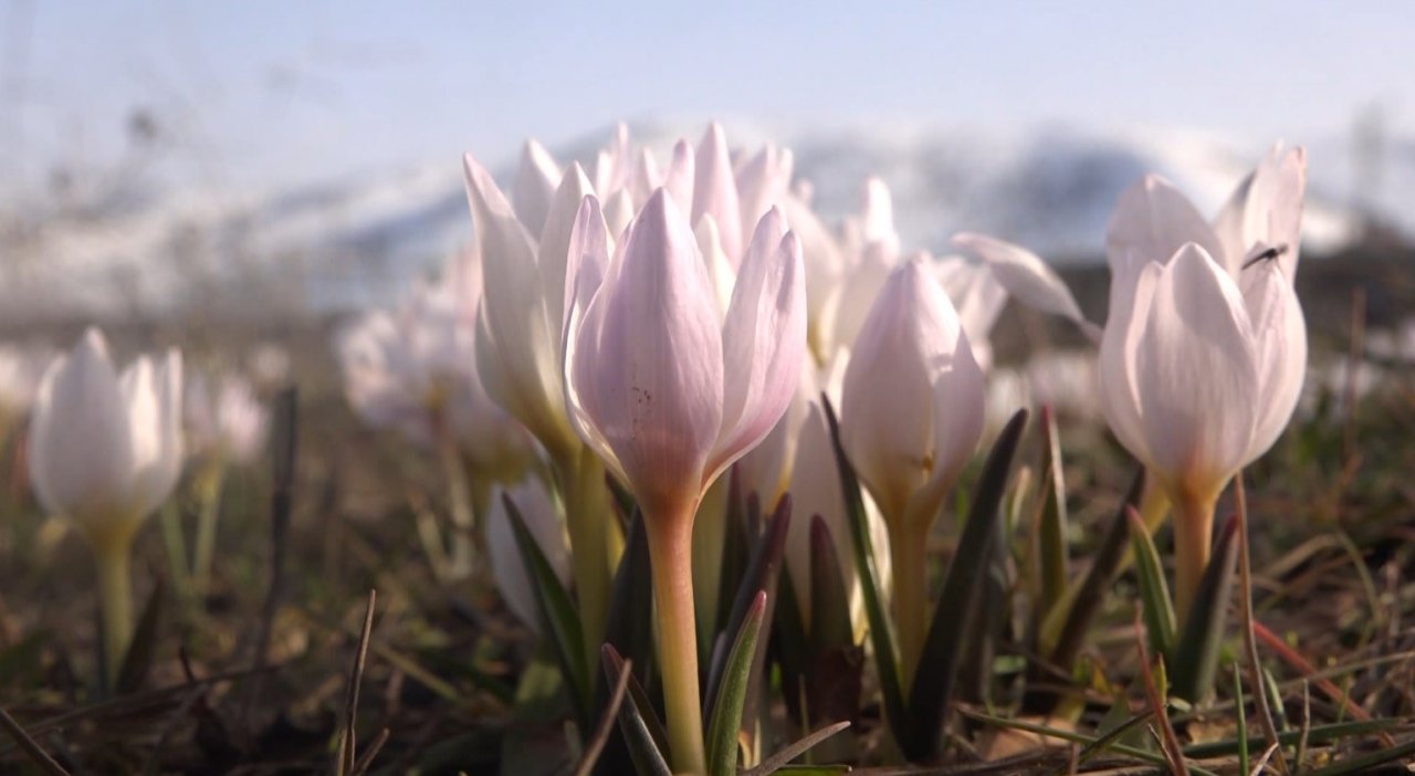 Muş Ovası’nda kardelen cümbüşü