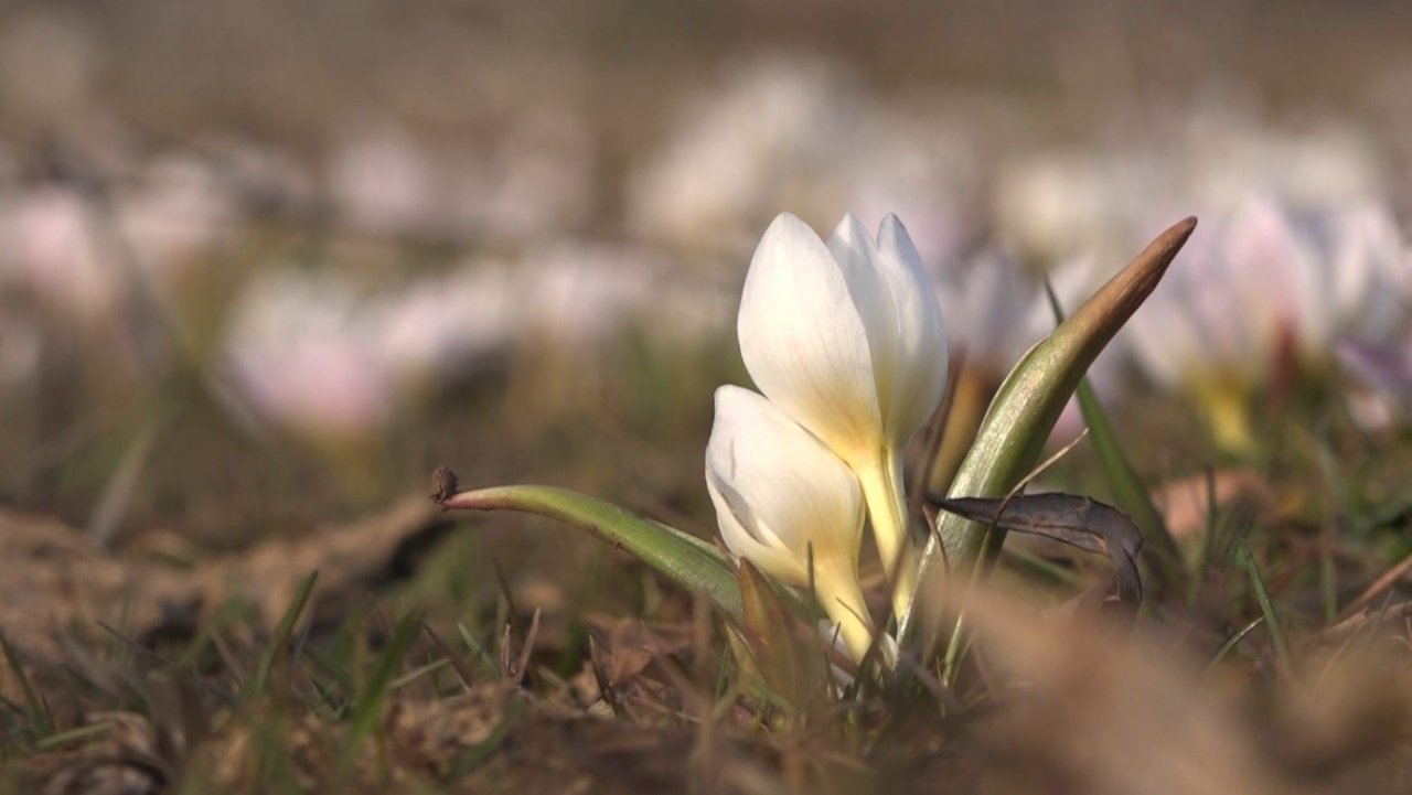 Muş Ovası’nda kardelen cümbüşü