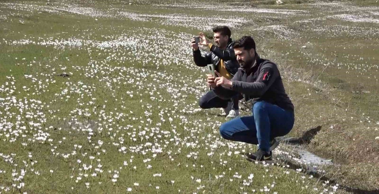 Muş Ovası’nda kardelen cümbüşü