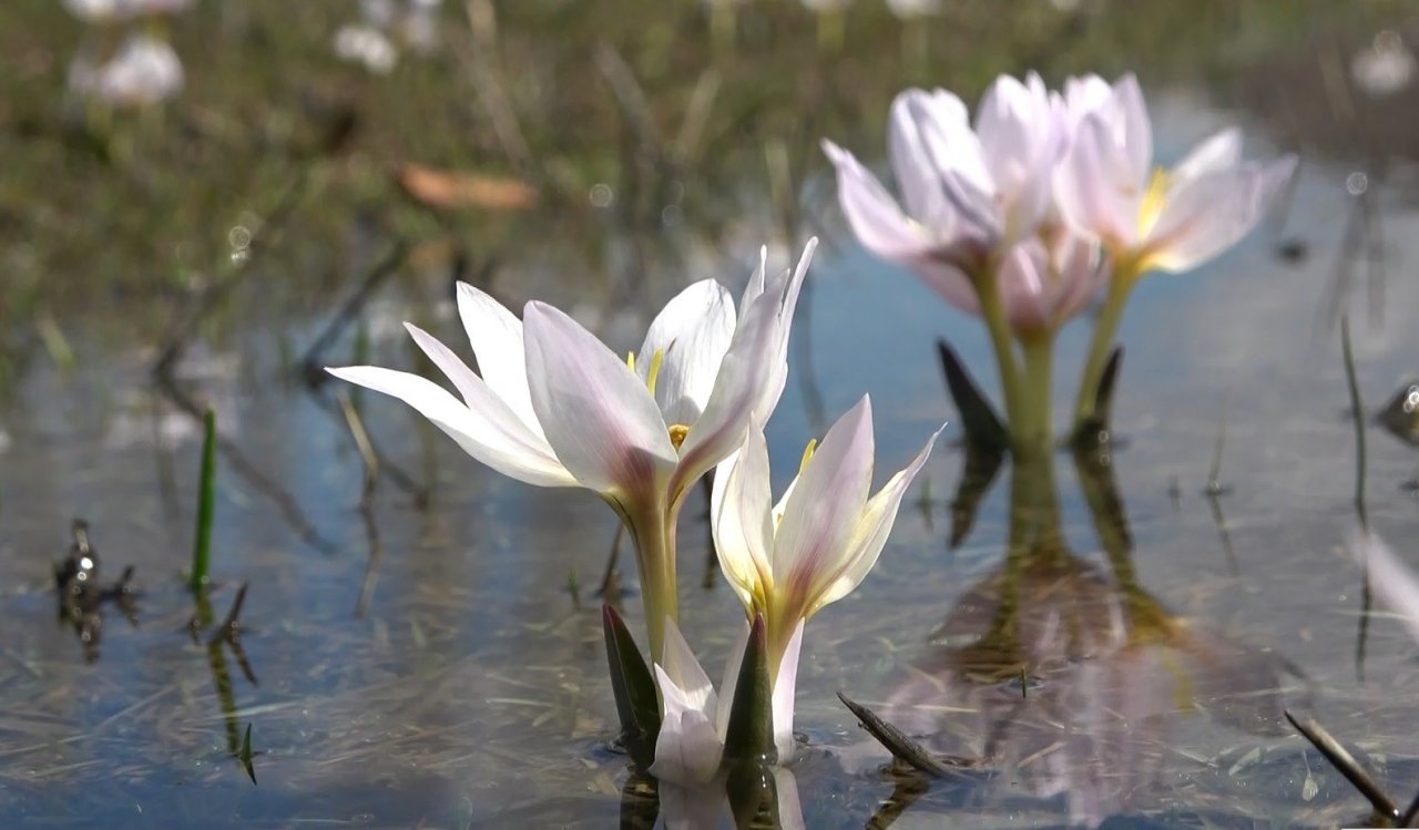 Muş Ovası’nda kardelen cümbüşü