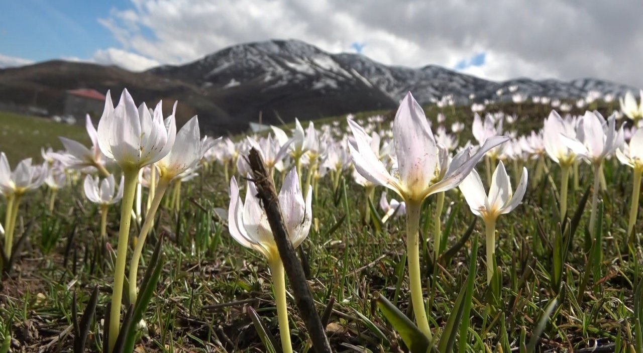 Muş Ovası’nda kardelen cümbüşü