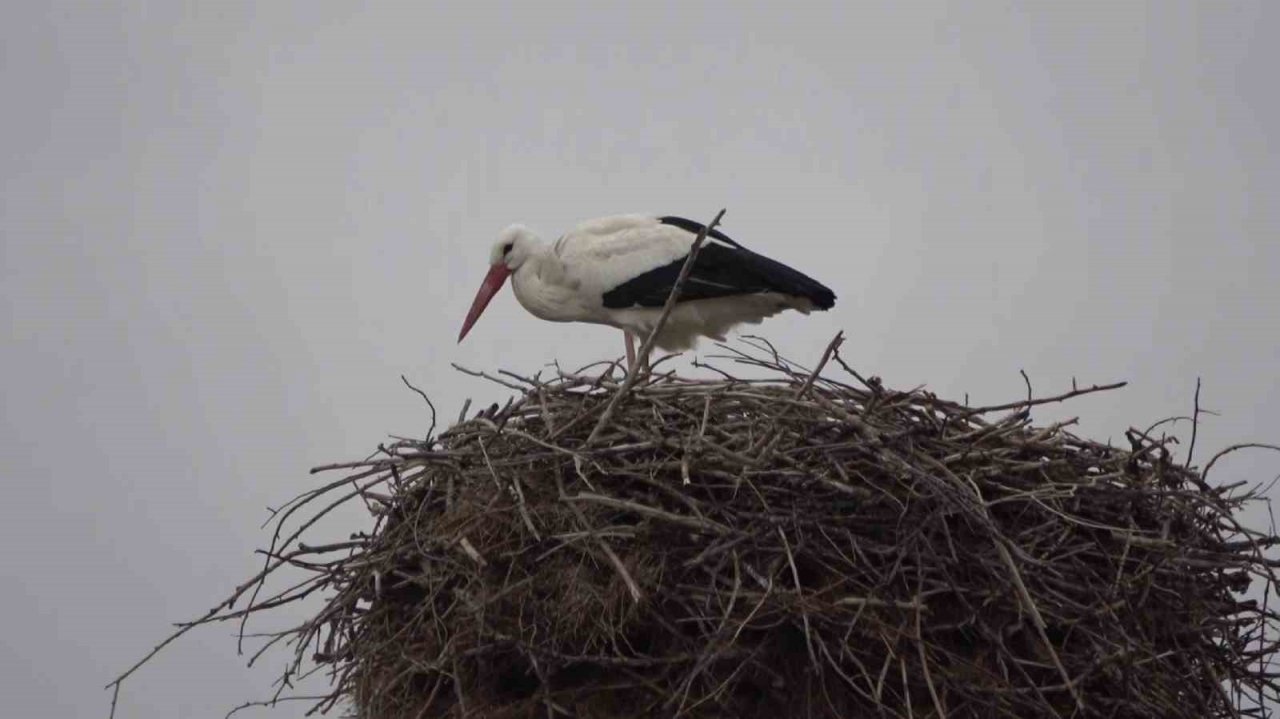 Leyleklerin kafası karıştı