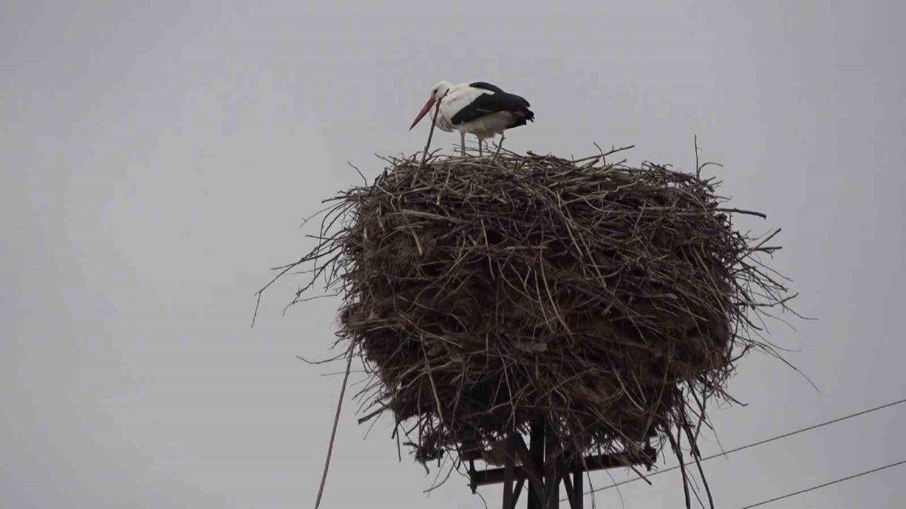 Leyleklerin kafası karıştı