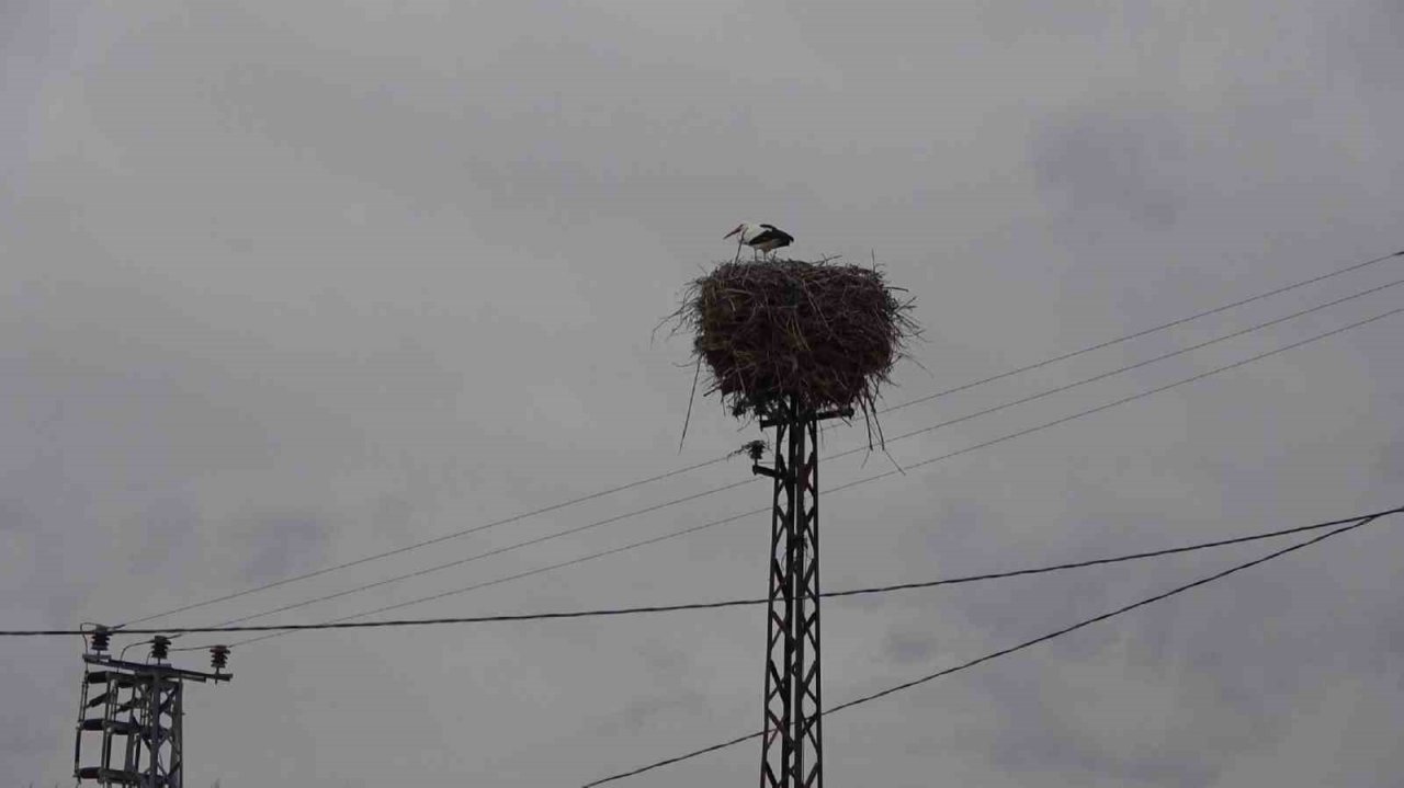 Leyleklerin kafası karıştı