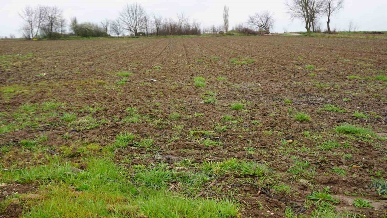 Yağmur toprağa can suyu, çiftçiye umut oldu