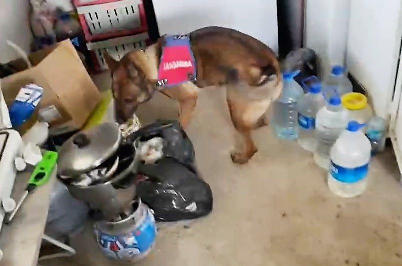 Jandarmanın bağ evine yaptığı operasyonda 11 kilo esrar ele geçirildi