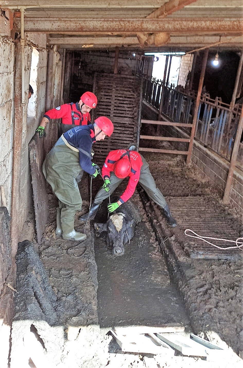 Atık kuyusuna düşen ineği itfaiye kurtardı
