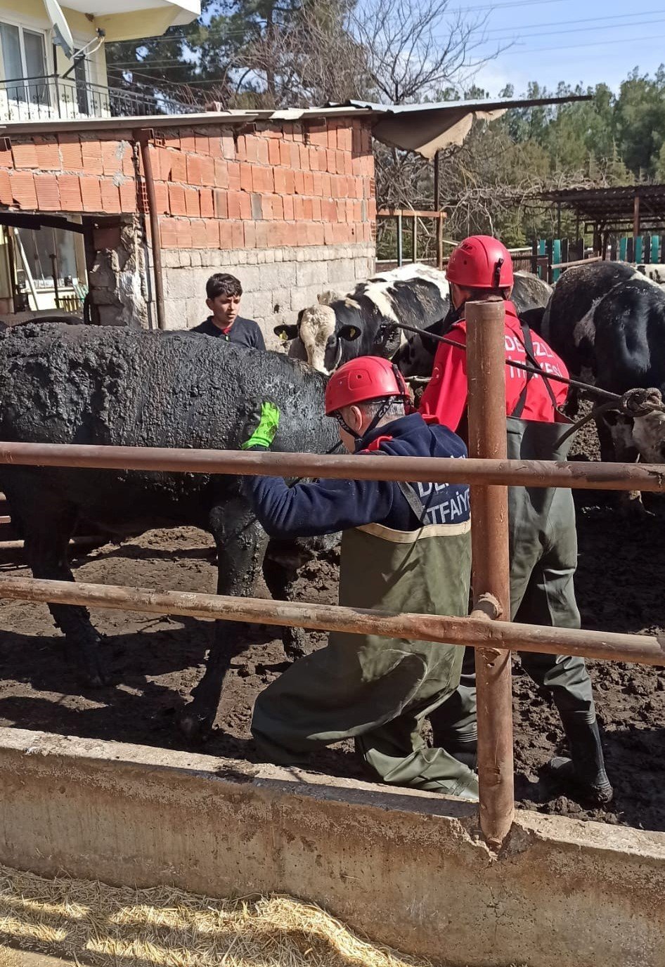 Atık kuyusuna düşen ineği itfaiye kurtardı