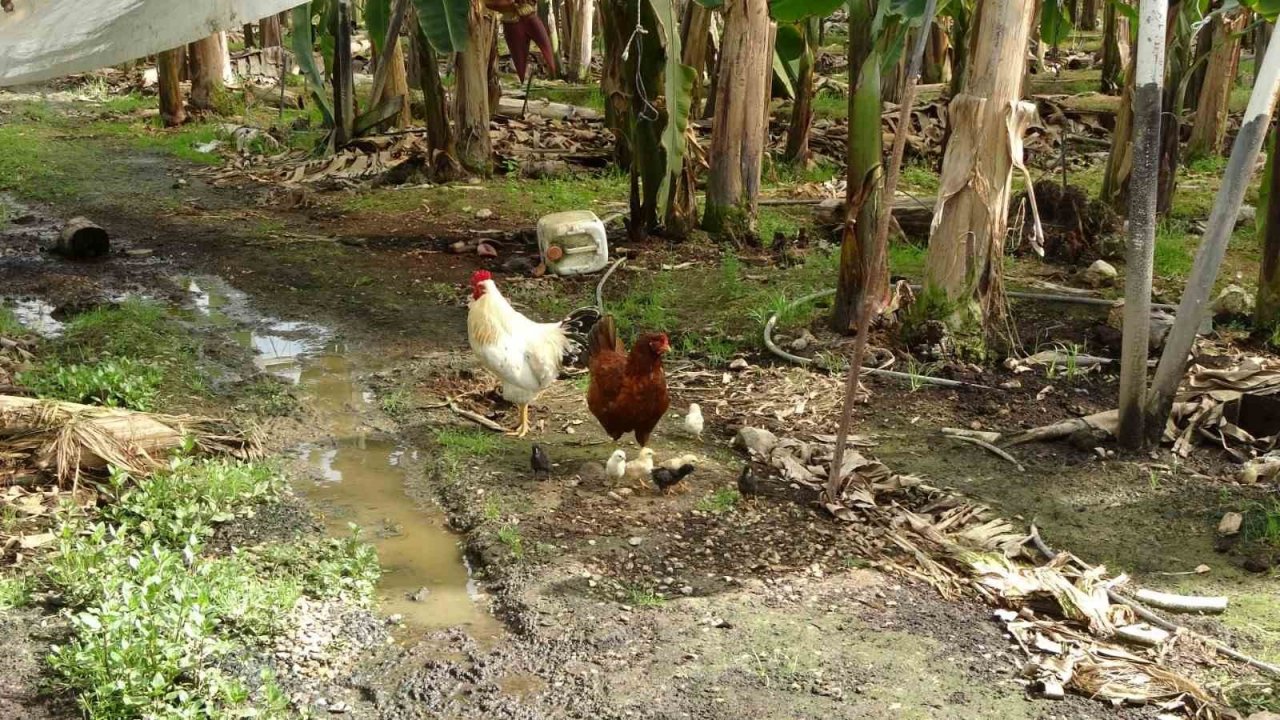 Hortum muz serasını vurdu, 5 dönümlük alan savaş meydanını aratmadı