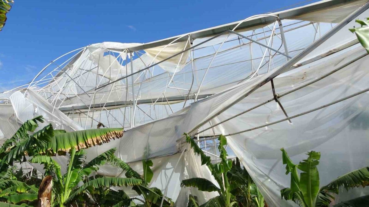 Hortum muz serasını vurdu, 5 dönümlük alan savaş meydanını aratmadı