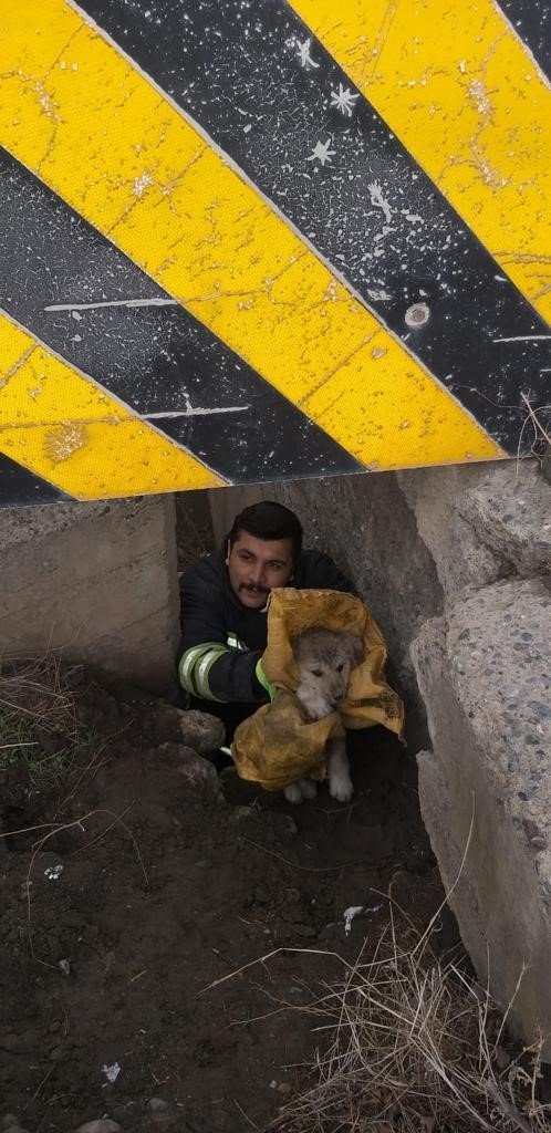 Köprü altında mahsur kalan yavru köpekler itfaiye ekiplerince kurtarıldı