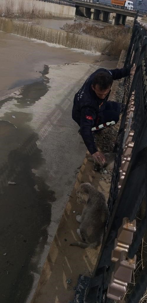 Köprü altında mahsur kalan yavru köpekler itfaiye ekiplerince kurtarıldı