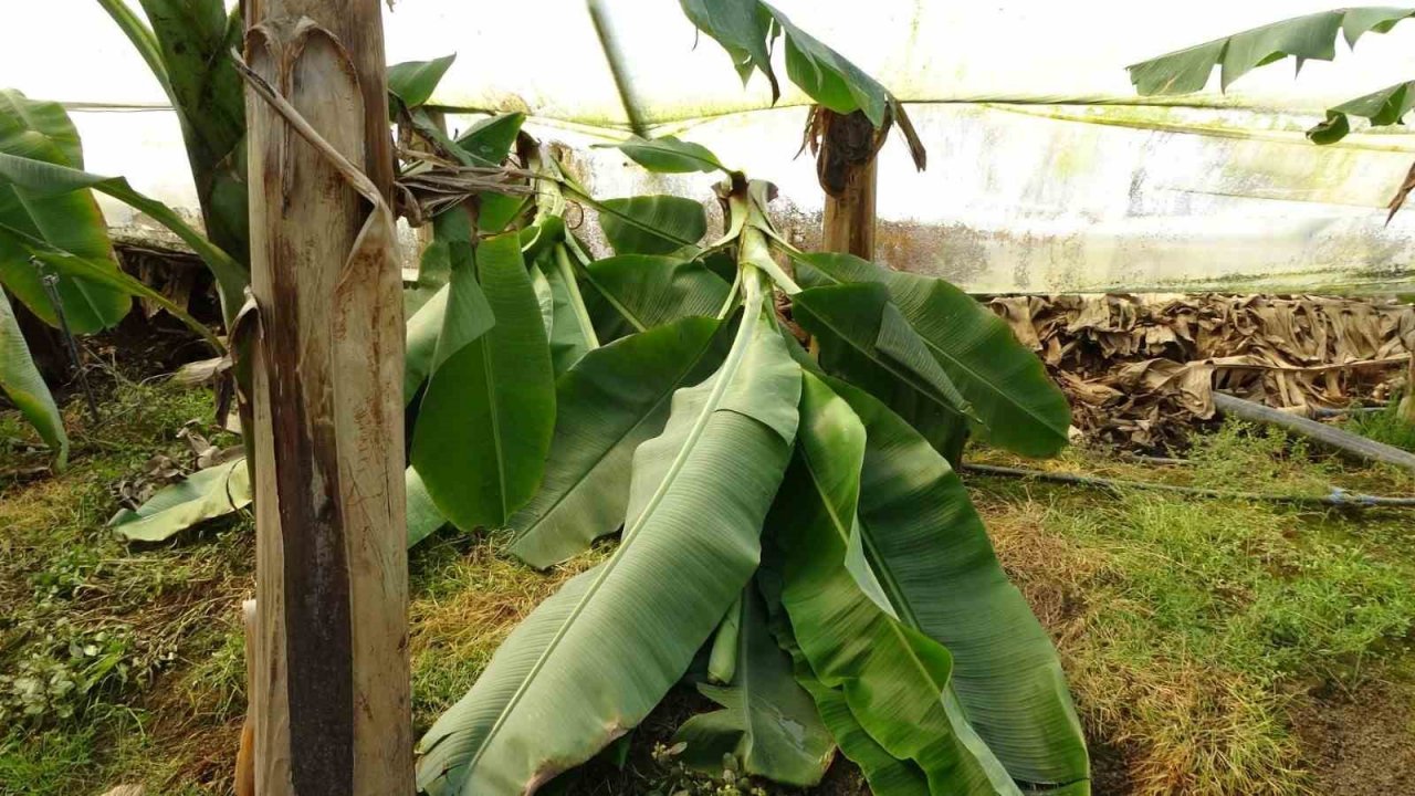 Hortum muz serasını vurdu, 5 dönümlük alan savaş meydanını aratmadı
