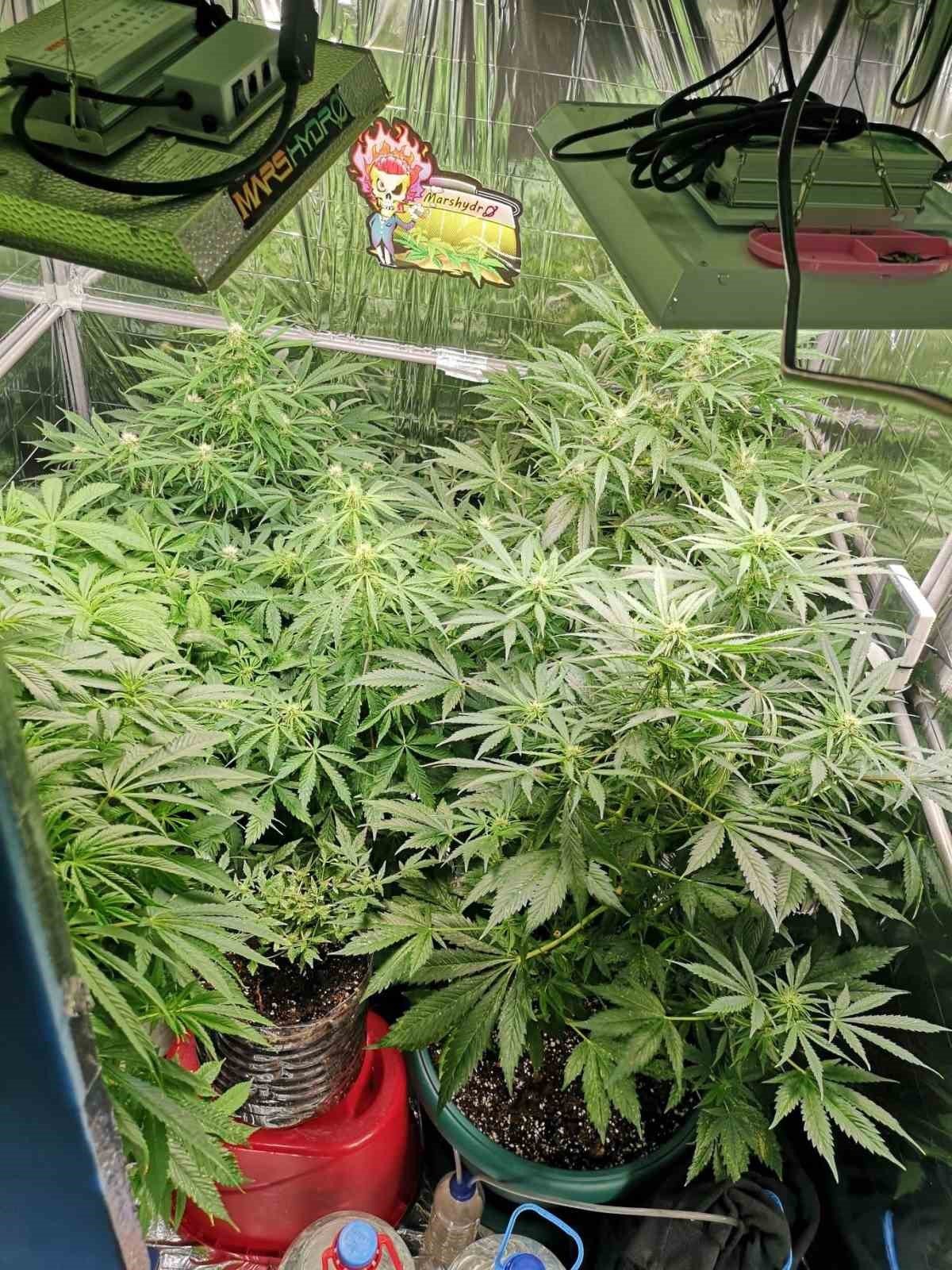 Marmaris’te evinde uyuşturucu yetiştiren şahıs yakalandı