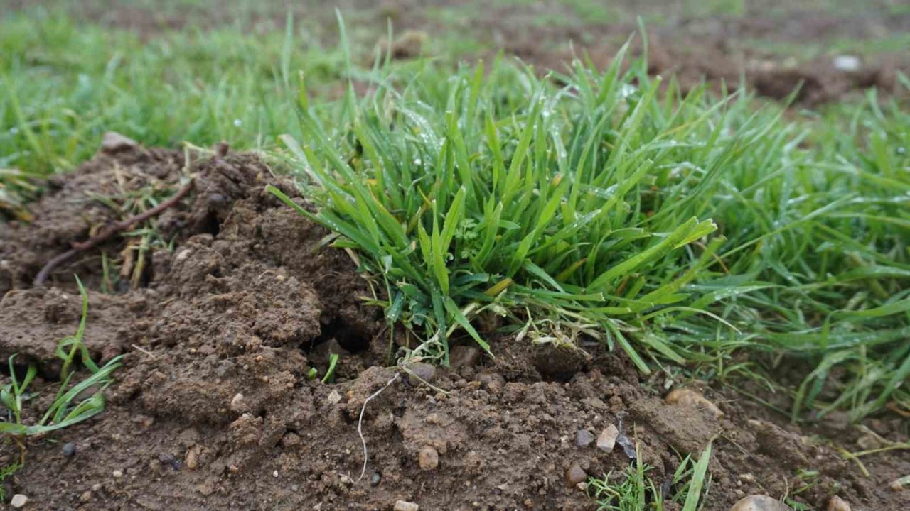 Yağmur toprağa can suyu, çiftçiye umut oldu