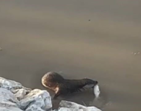 Koruma altındaki su samuru Munzur Çayı’na dalarken görüntülendi
