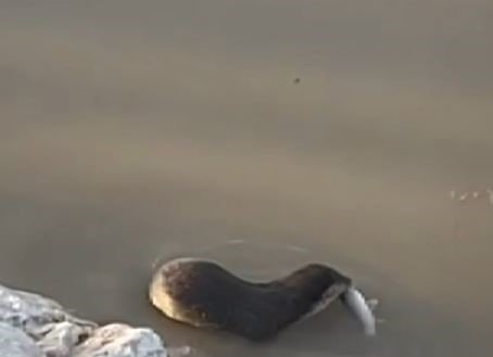 Koruma altındaki su samuru Munzur Çayı’na dalarken görüntülendi