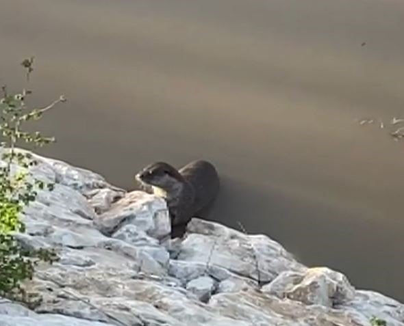Koruma altındaki su samuru Munzur Çayı’na dalarken görüntülendi
