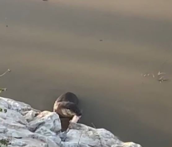 Koruma altındaki su samuru Munzur Çayı’na dalarken görüntülendi