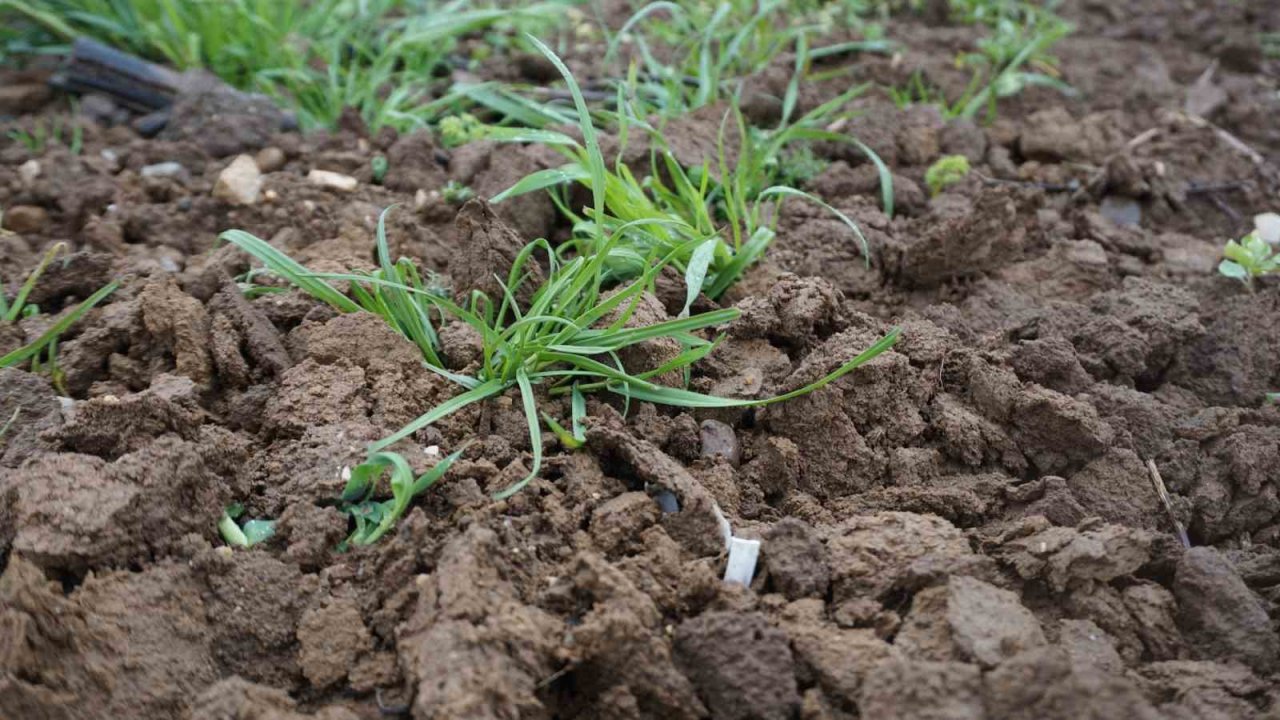Yağmur toprağa can suyu, çiftçiye umut oldu