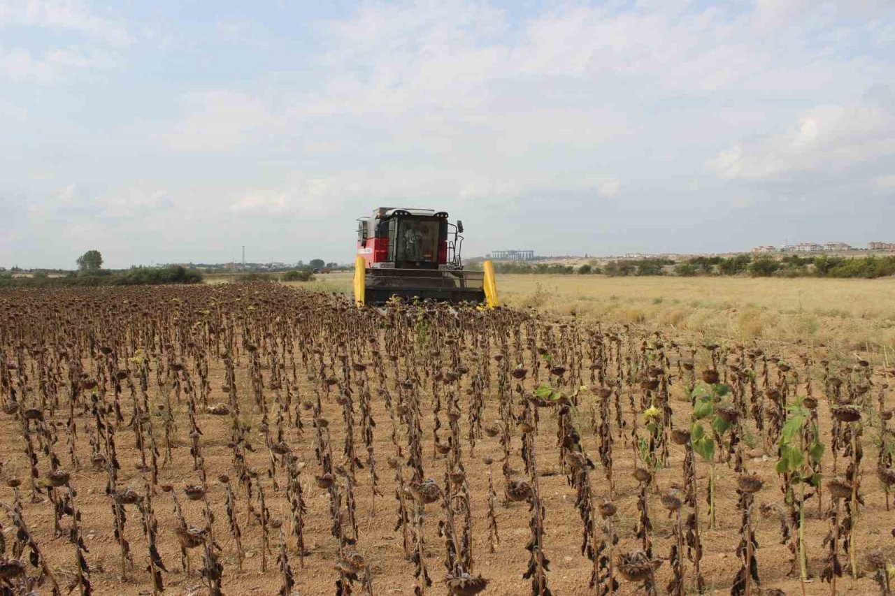 Yağmur toprağa can suyu, çiftçiye umut oldu
