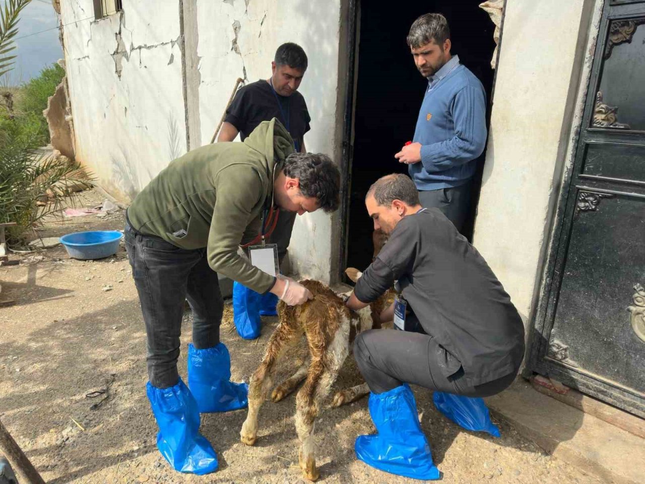 DEÜ’lü uzmanlardan deprem bölgesinde şap virüsü uyarıları