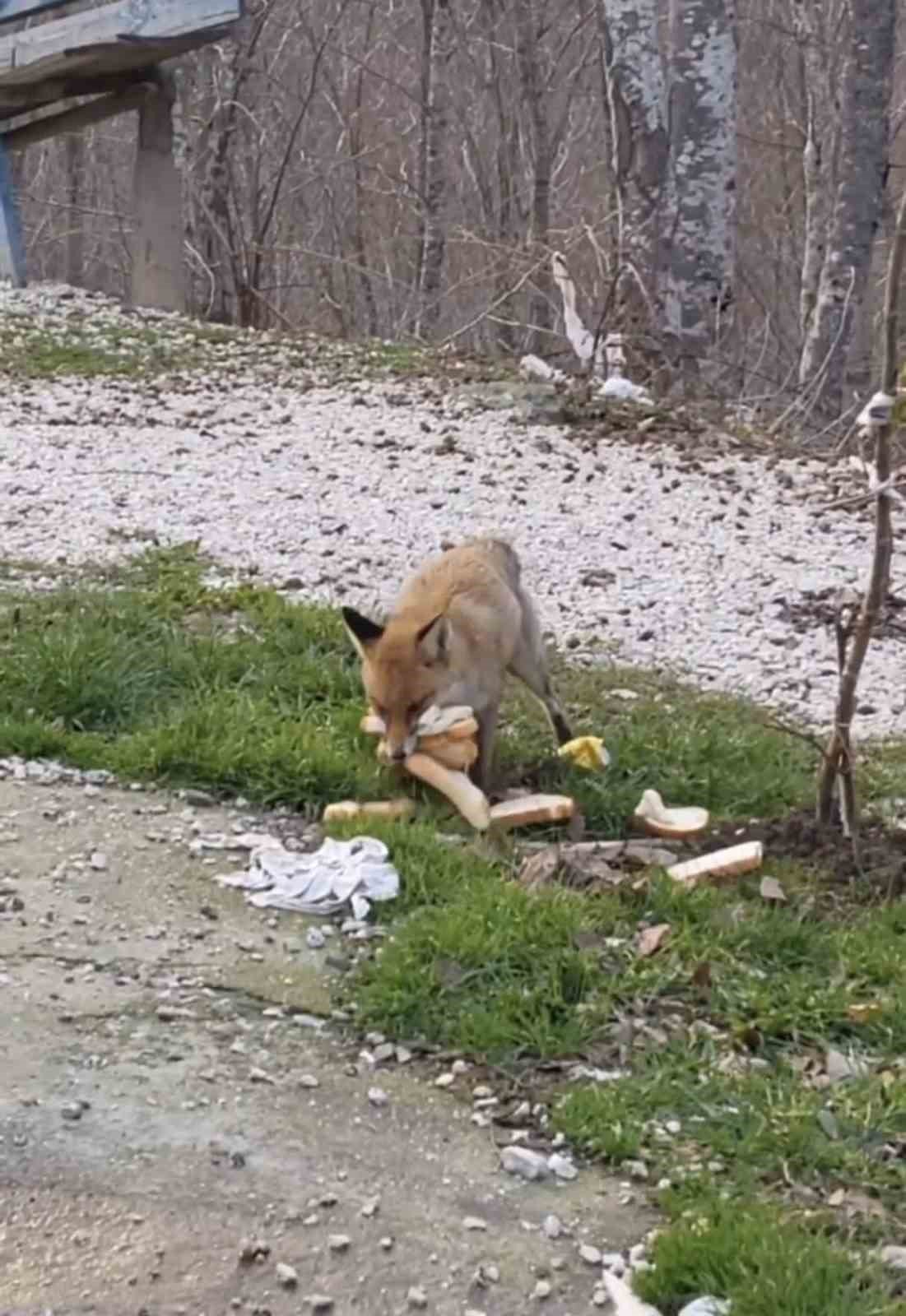 Önlerine çıkan tilkiyi beslediler