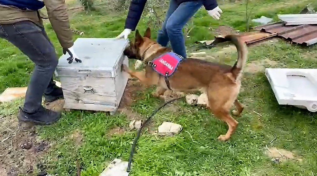 11 kilo esrarı arı kovanı ve sazlıklara gizleyen oğul tutuklandı, baba serbest kaldı