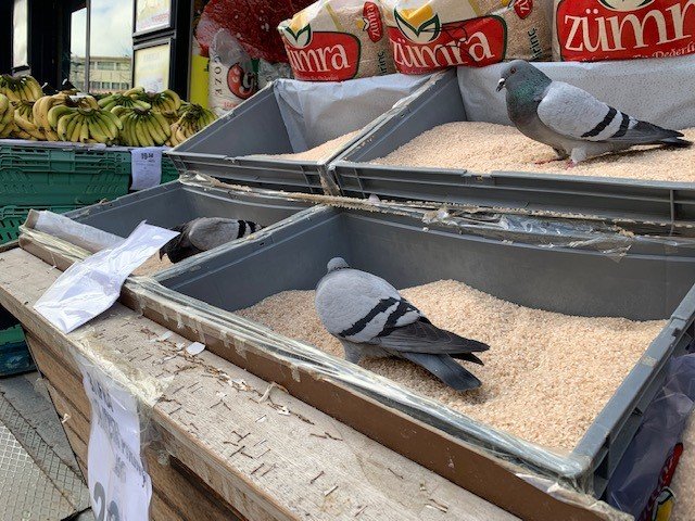 Market tezgâhını yağmalayan güvercinler