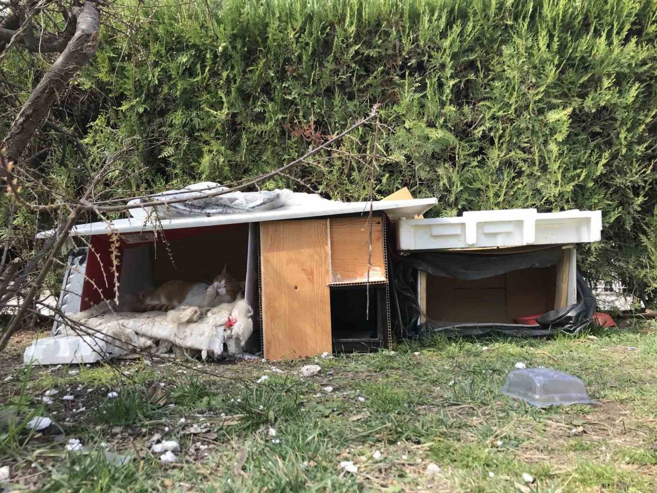 Komşularının istemediği kedileri için parka ev yaptı