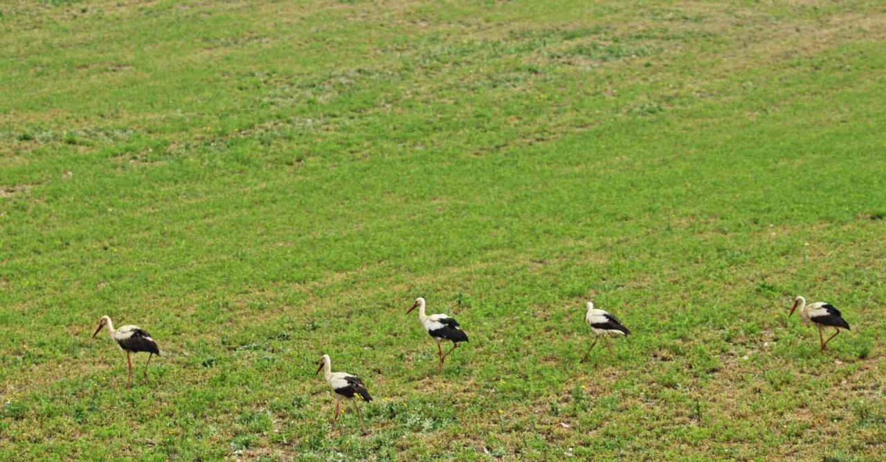 İlkbaharın müjdecileri Eskişehir’de