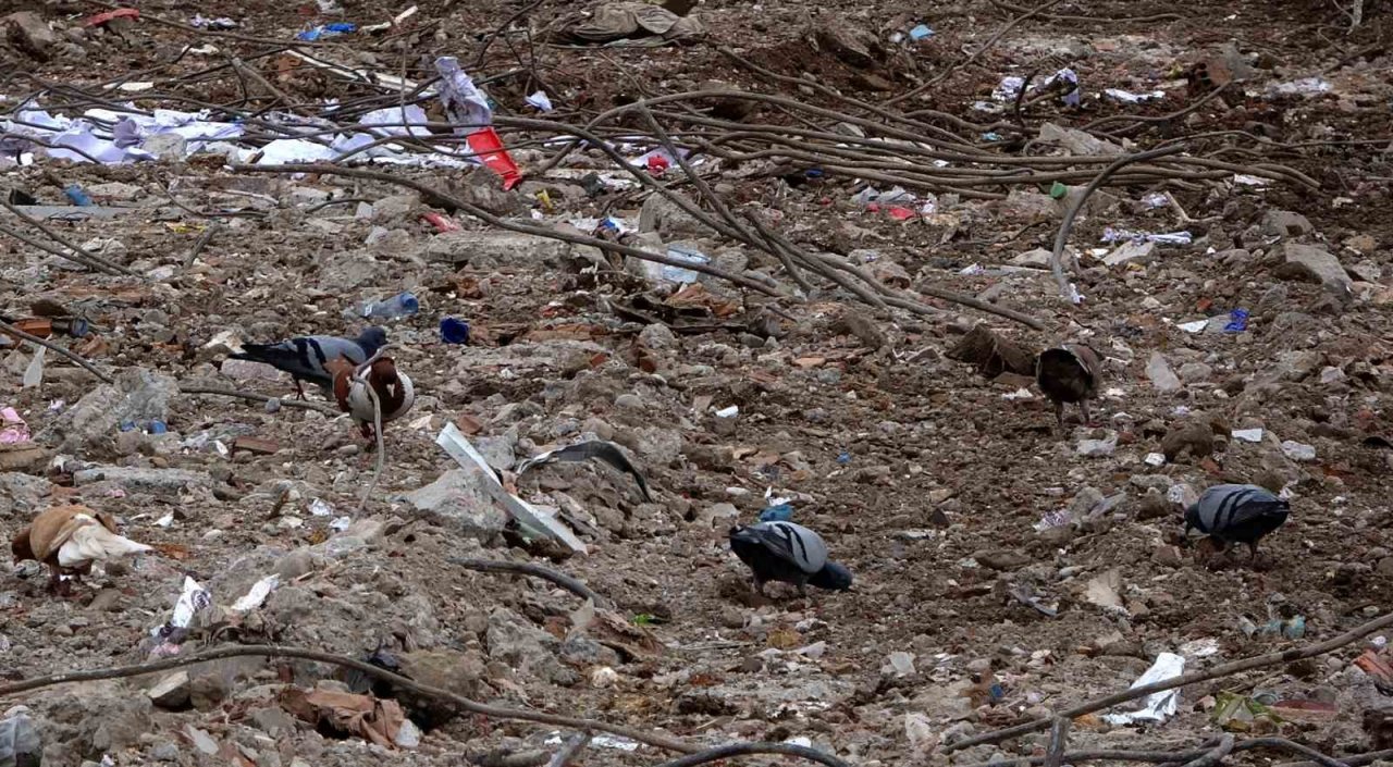 Sahipsiz kalan cins güvercinler deprem enkazında yem aradı