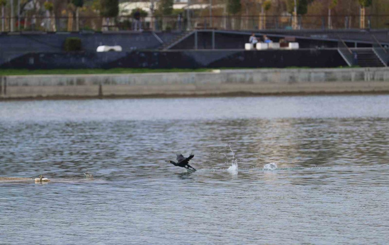 Tedavi edilen Karabatak Boğaçayı’na salındı
